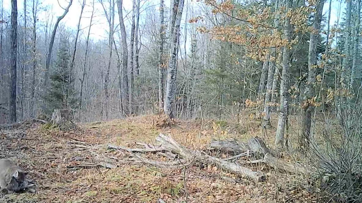 Trail camera films cougar hunting deer